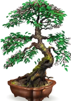 BONSAI