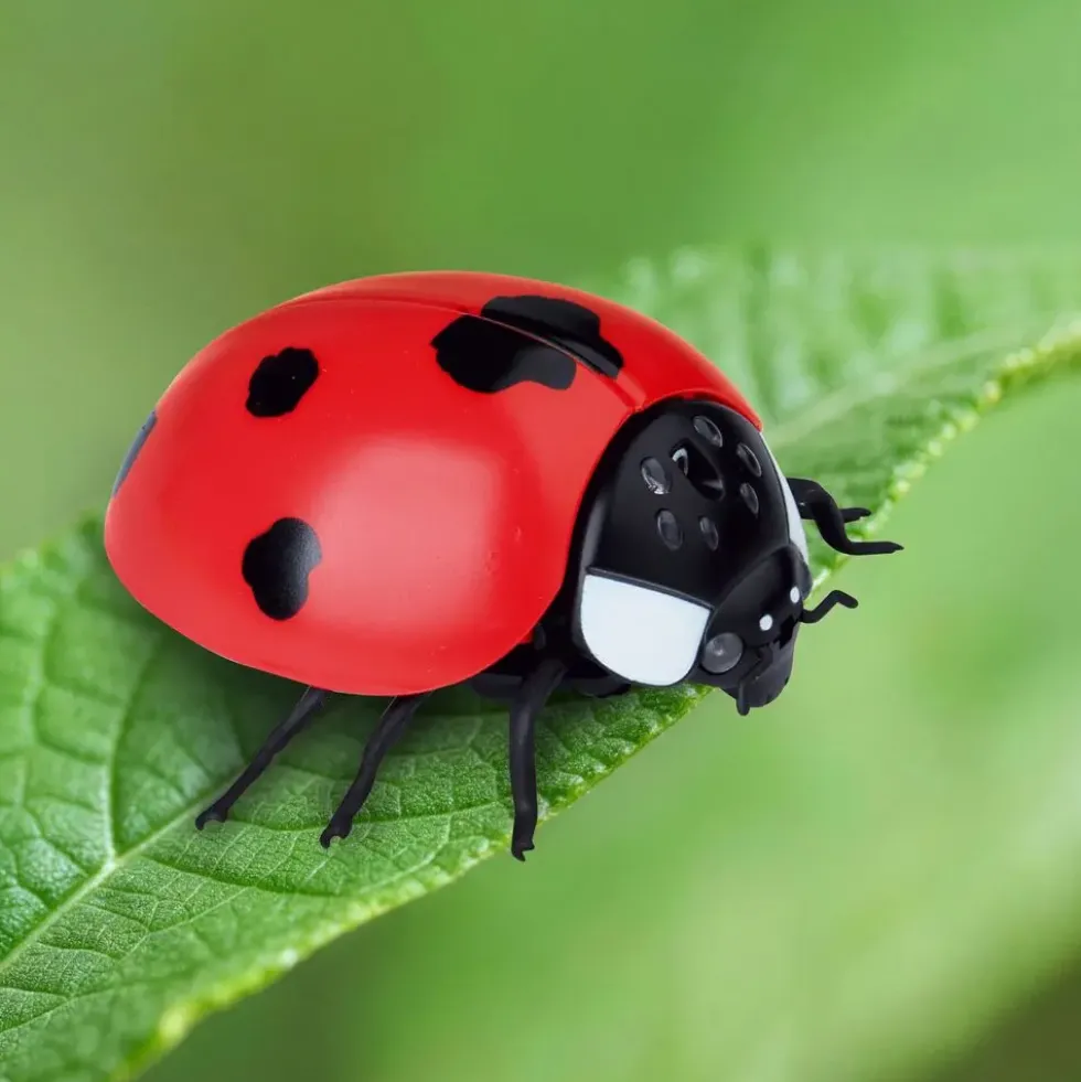 COCCINELLE RADIOCOMMANDEE