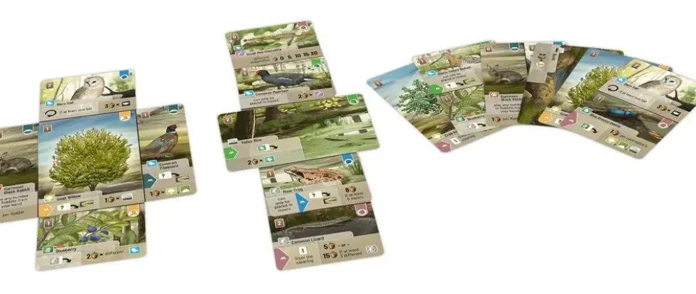 FORET MIXTE : DARTMOOR