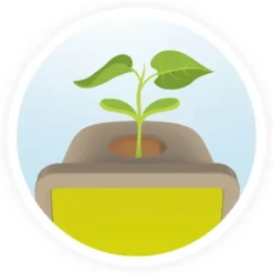 GERMINATION