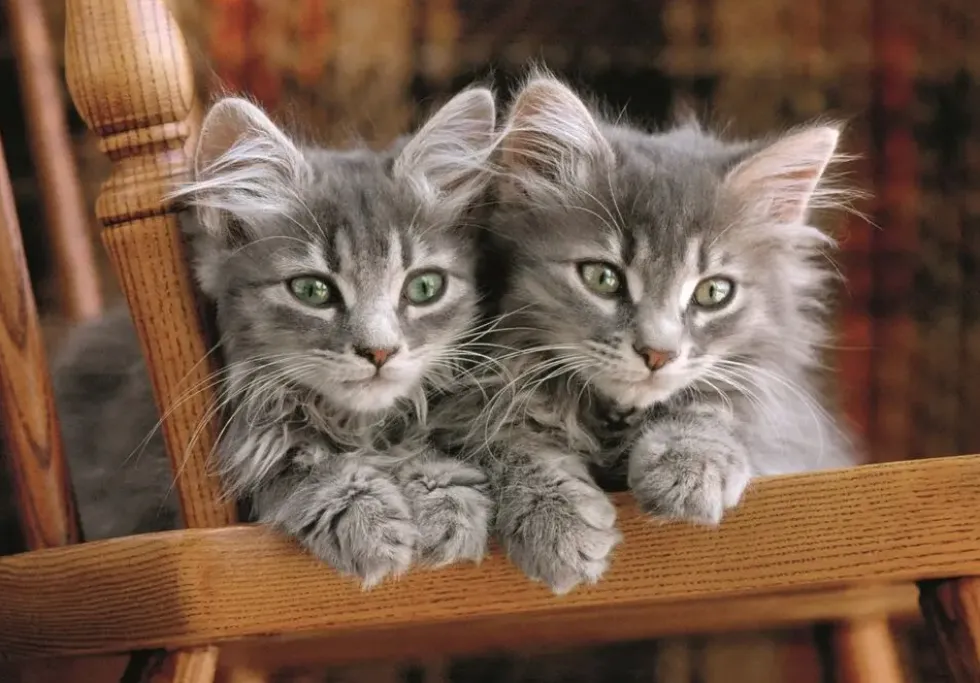 KITTENS -PUZZLE COMPACT 500 PIECES