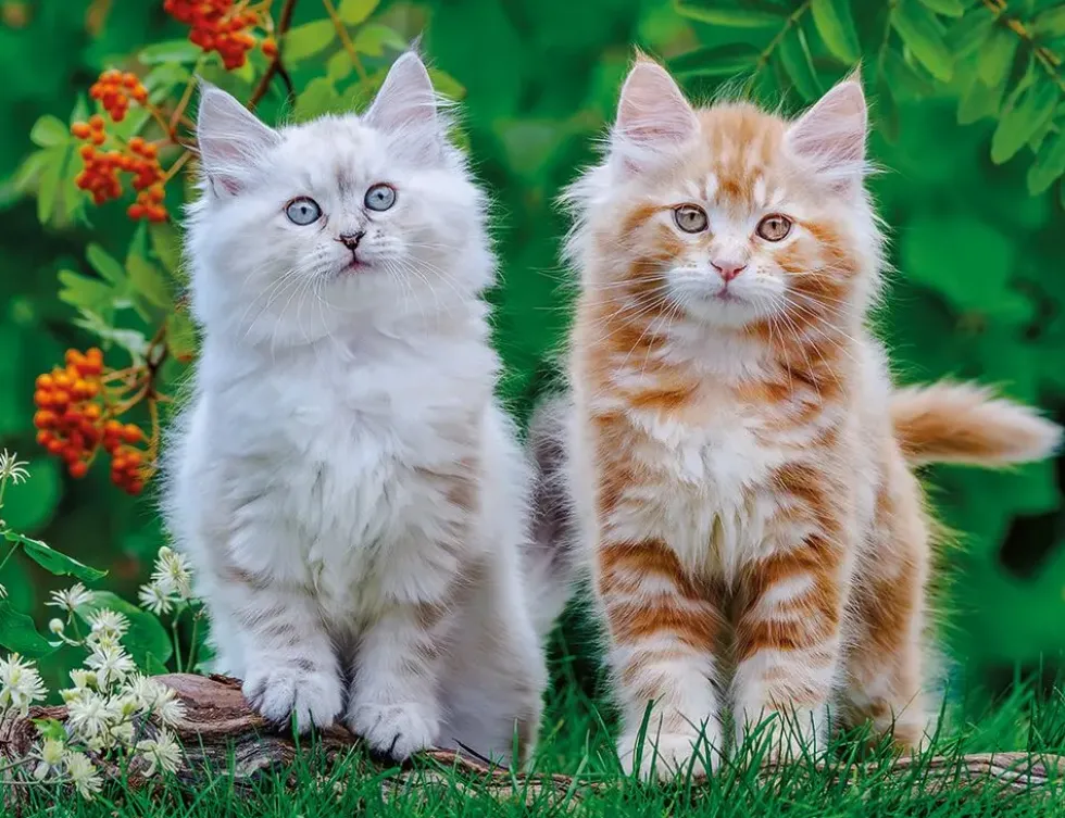 NATHAN PUZZLE 2000 PIECES - CHATONS SIBERIENS