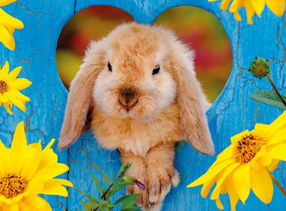 NATHAN PUZZLE 500 PIECES - PETIT LAPIN NAIN BELIER