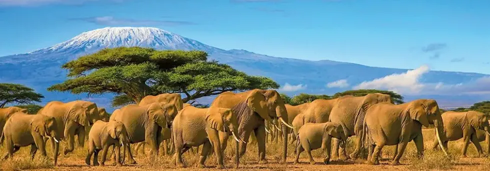 NATHAN PUZZLE 500 PIECES - TROUPEAU D’ELEPHANTS PANORAMIQUE
