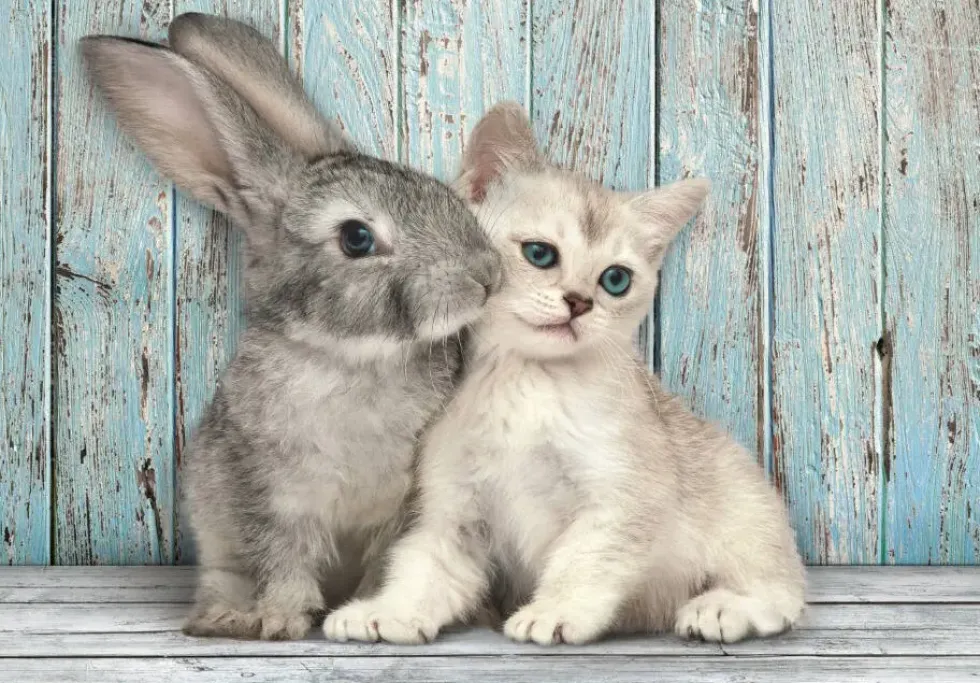 PUZZLE COMPACT 500 PIECES - CAT AND BUNNY
