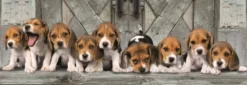 PUZZLE COMPACT 1000 PIECES PANORAMA - BEAGLES
