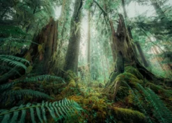 PUZZLE- EN FORET NATURE EDITION - 1000 PIECES