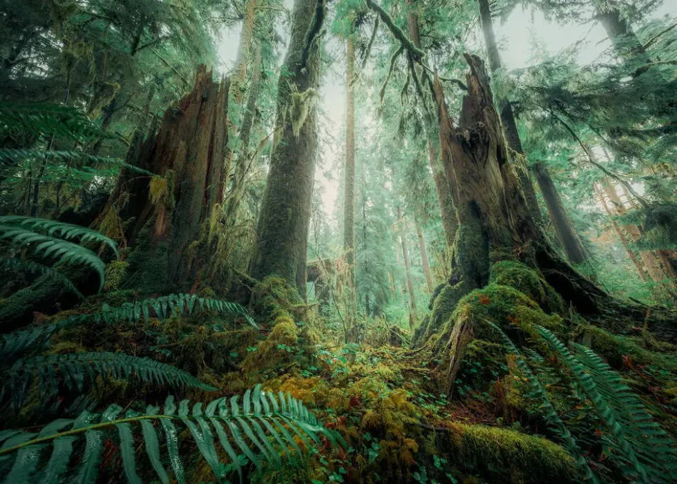 PUZZLE- EN FORET NATURE EDITION - 1000 PIECES