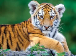 PUZZLE 150 PIECES - BEBE TIGRE