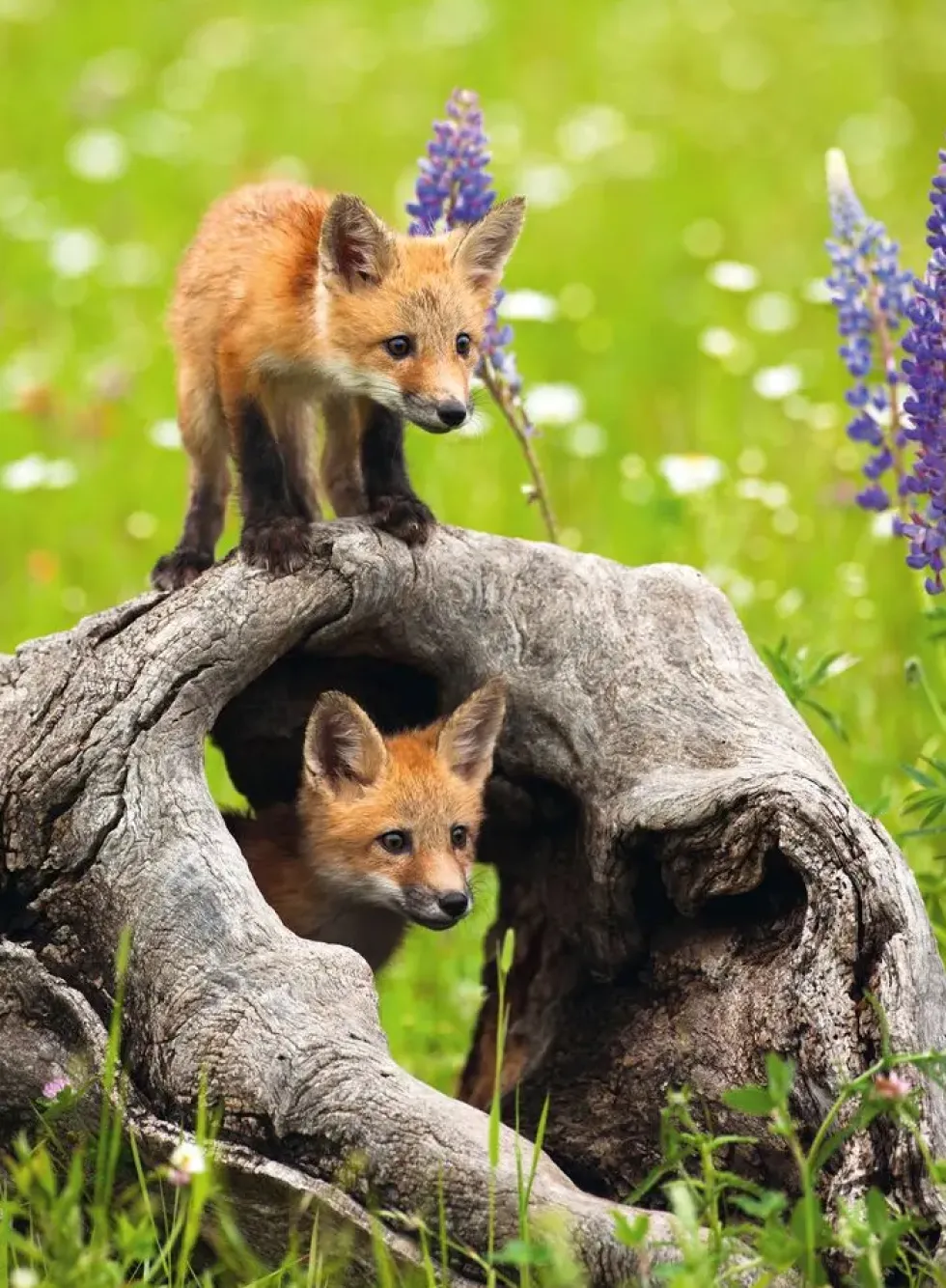 PUZZLE 300 PIECES XXL - MIGNONS RENARDS