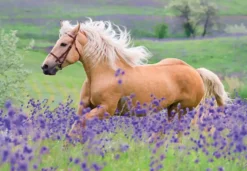 PUZZLES 2X24 PIECES - L'AMOUR DES CHEVAUX