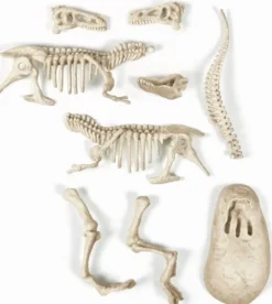 SCIENCE & JEU - ARCHEO LUDIC T REX