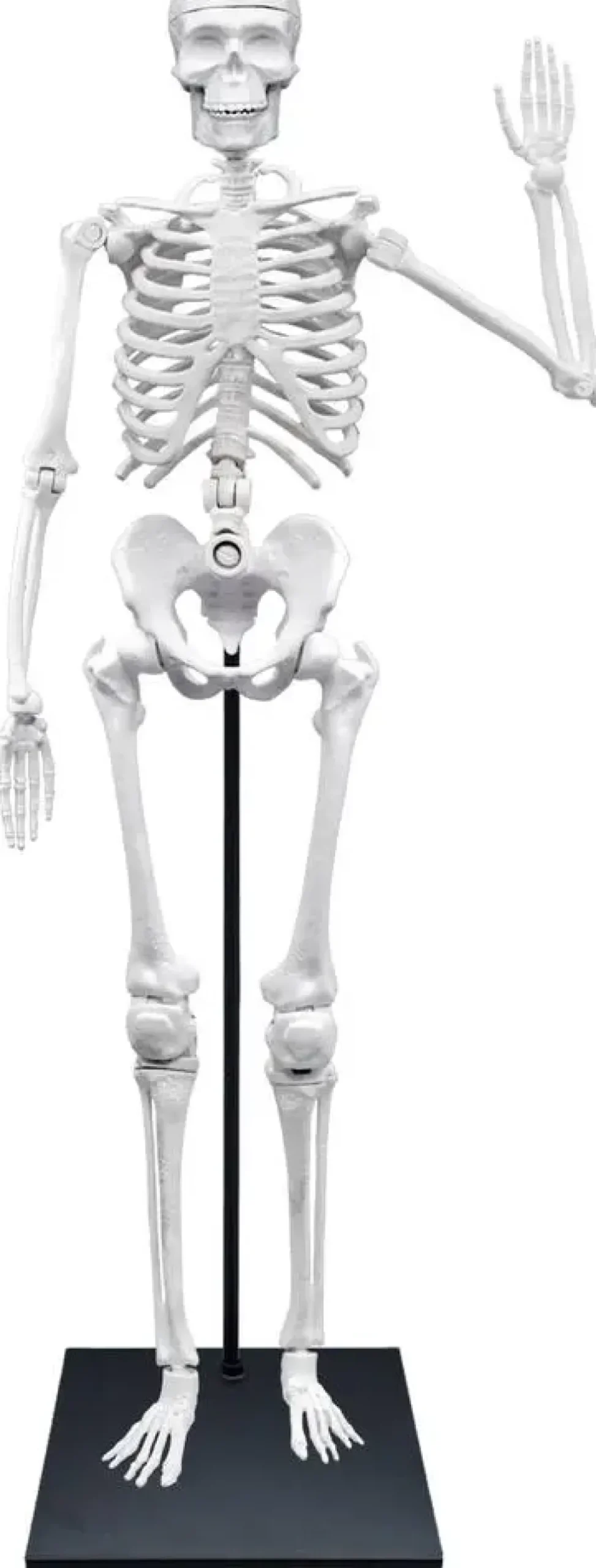 SQUELETTE 85 CM
