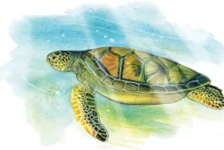 SUR LES TRACES DE DARWIN