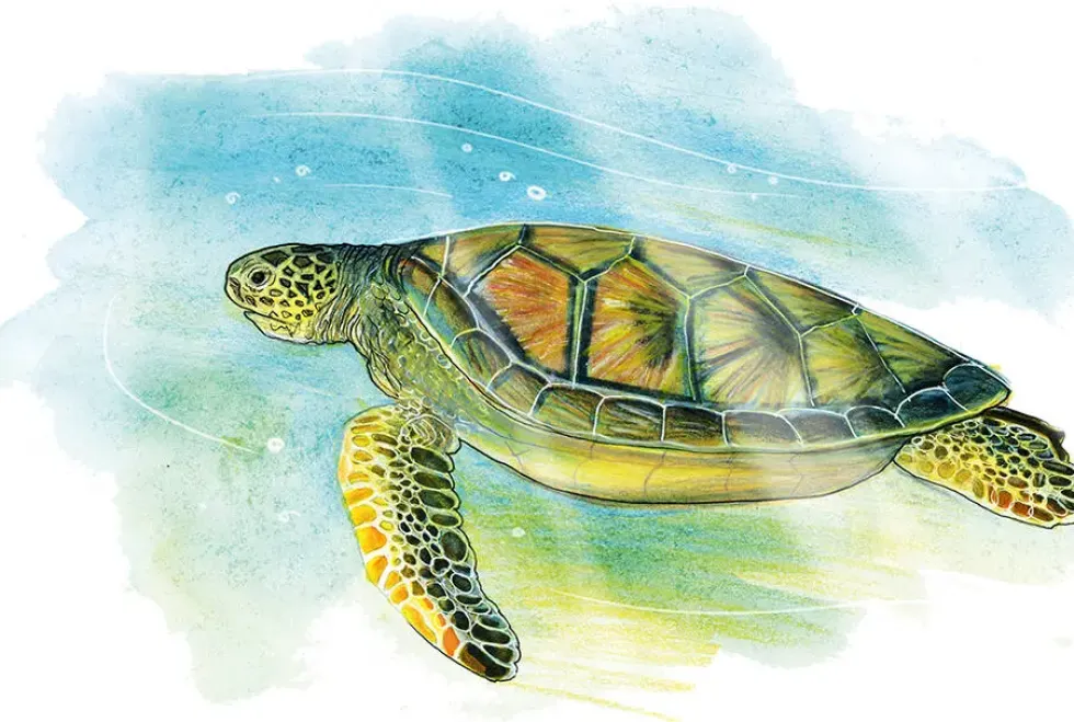 SUR LES TRACES DE DARWIN